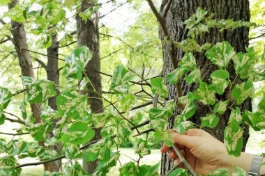 Массовое повреждение листьев липы мелколистной инвазионной липовой молью-пестрянкой, Phyllonorycter issikii.