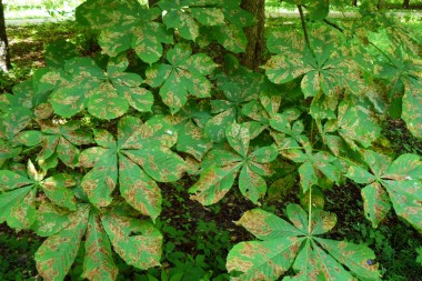Массовое повреждение листьев каштана конского инвазионной каштановой минирующей молью, Cameraria ohridella.