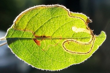 Мина яблонной минирующей моли Lyonetia clerkella на листе кизильника