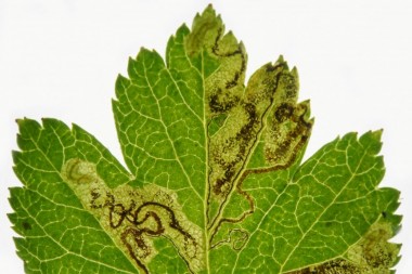 Mines of a nepticulidae Stigmella aurora on a hawthorn leaf
