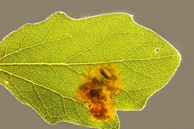 Mine of a poplar leaf beetle miner Zeugophora scutellaris on a poplar leaf
