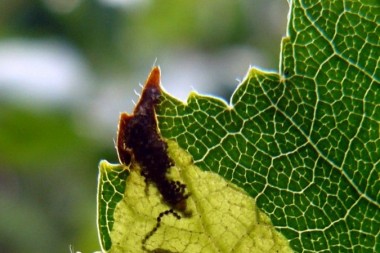 Mine of an early birch leaf-mining sawfly Fenella nana on a birch leaf