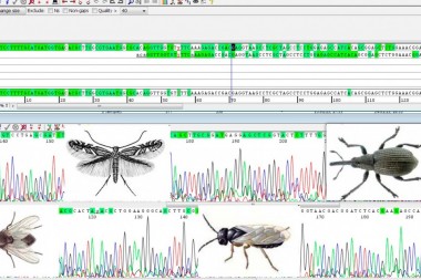 ДНК-штрихкодирование североазиатских насекомых и расшифровка их генетических данных