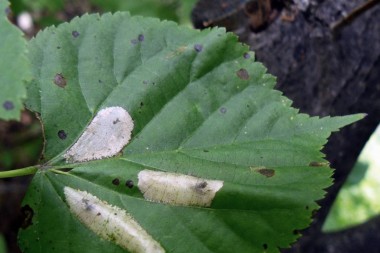 Mines of a linden Gracillariidae Phyllonorycter issikii on a leaf of linden