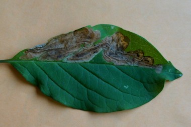 Мина сиреневой моли-пестрянки Gracillaria syringella на листе сирени