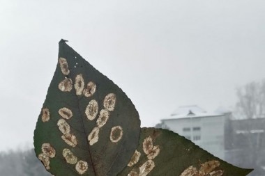Листья с типичным повреждениями (минами) тополевой моли-пестрянки.
