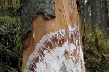 «Веер» мицелия, указывающий, что дерево поражено паразитирующим опёнком