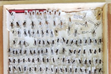 Коллекционные образцы перепончатокрылых (Hymenoptera)