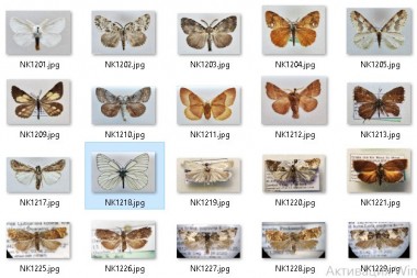 Некоторые образцы бабочек, подготовленные для секвенирования и разработки молекулярно-генетической библиотеки
