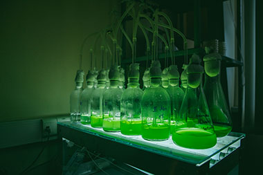 Собутыльники: эксперимент по выращиванию водорослей и бактерий в замкнутой системе начался